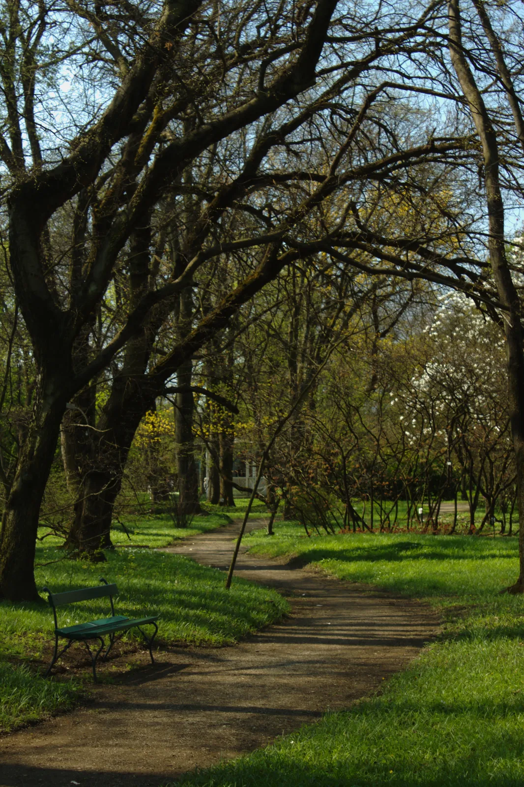 Tree-lined path through Zagreb Botanical Garden in early-season light