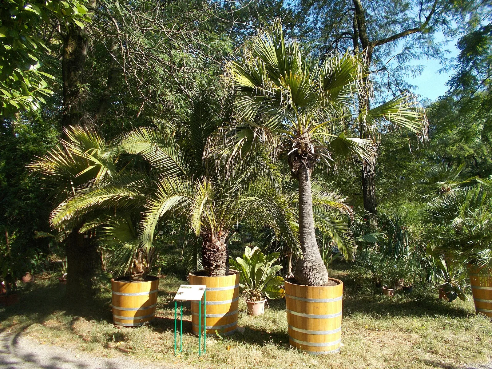 Palms and labelled collection plants in Zagreb Botanical Garden
