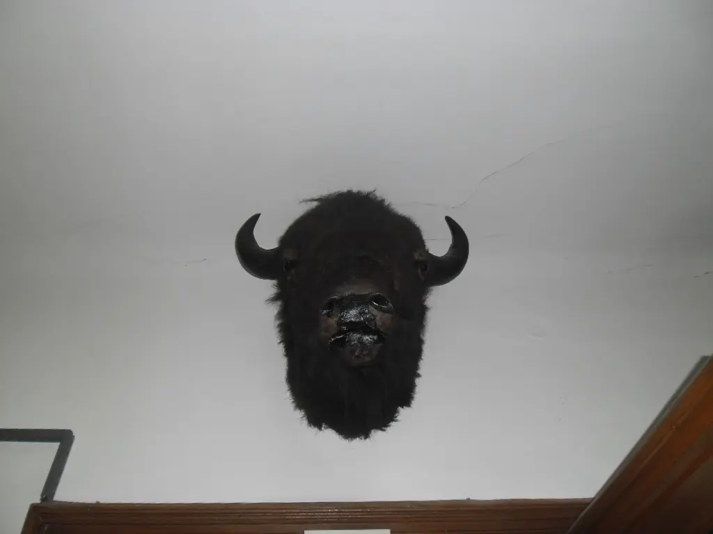 Mounted American bison head in former Zagreb natural history display