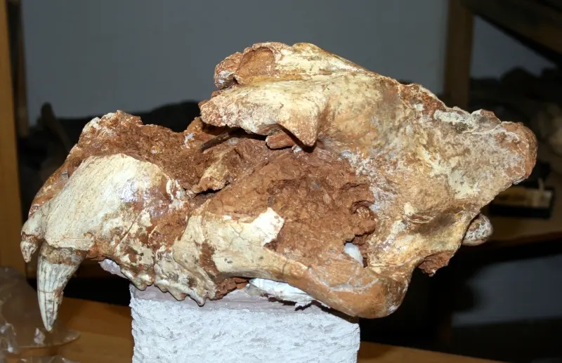 Fossil cave lion skull formerly displayed by Croatian Natural History Museum