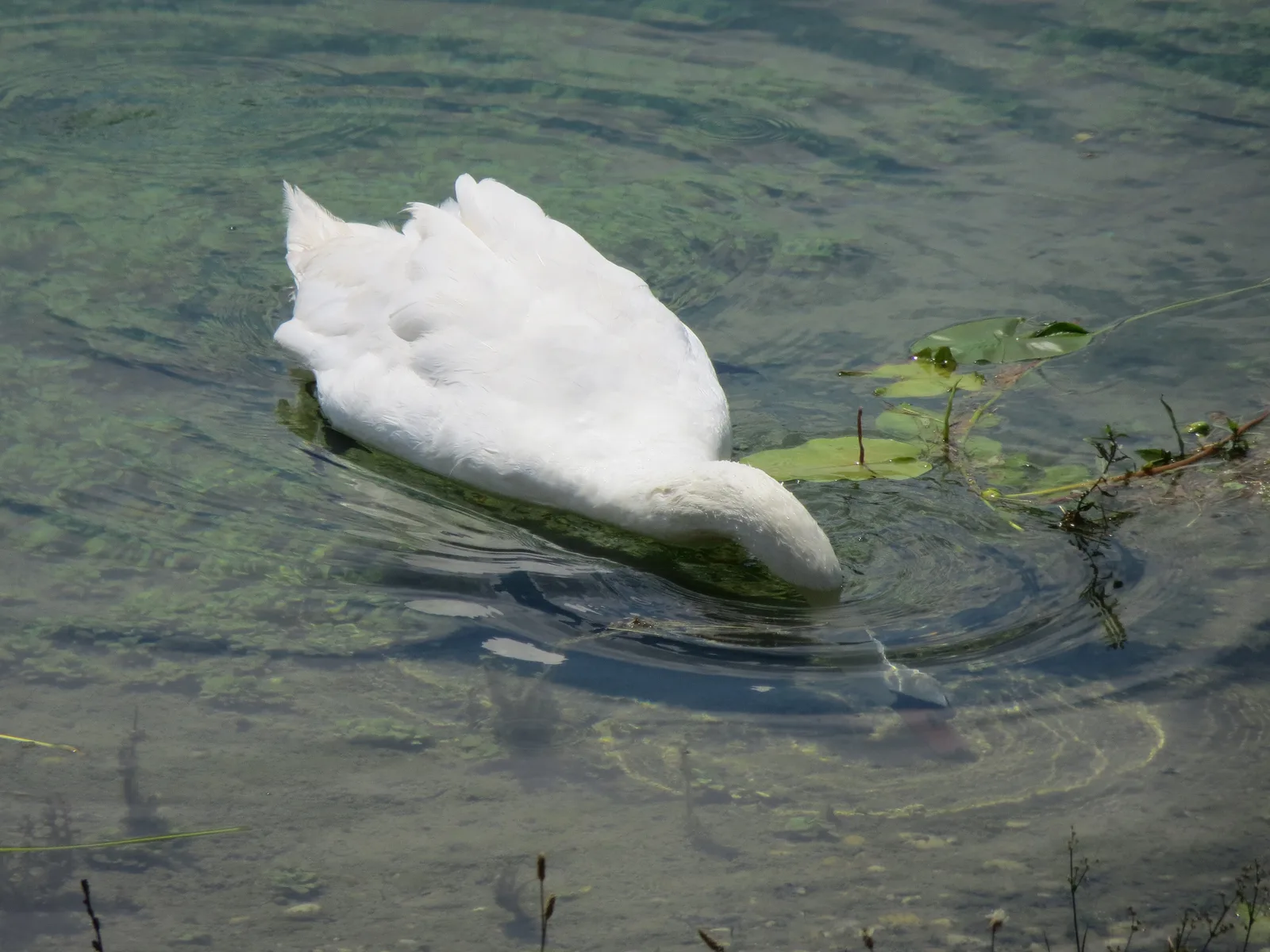 White swan feeding in clear shallow water at Jarun Lake