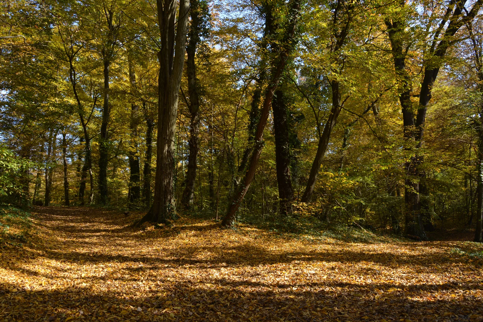 Leaf-covered woodland in Maksimir Park lit by autumn sun