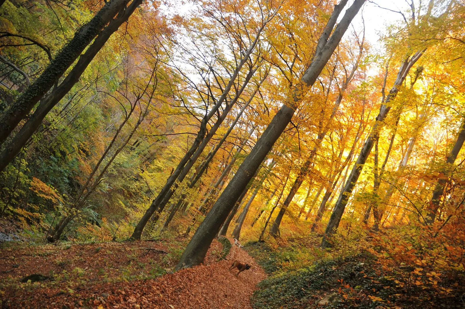 A leaf-covered path through orange and gold autumn forest on Medvednica
