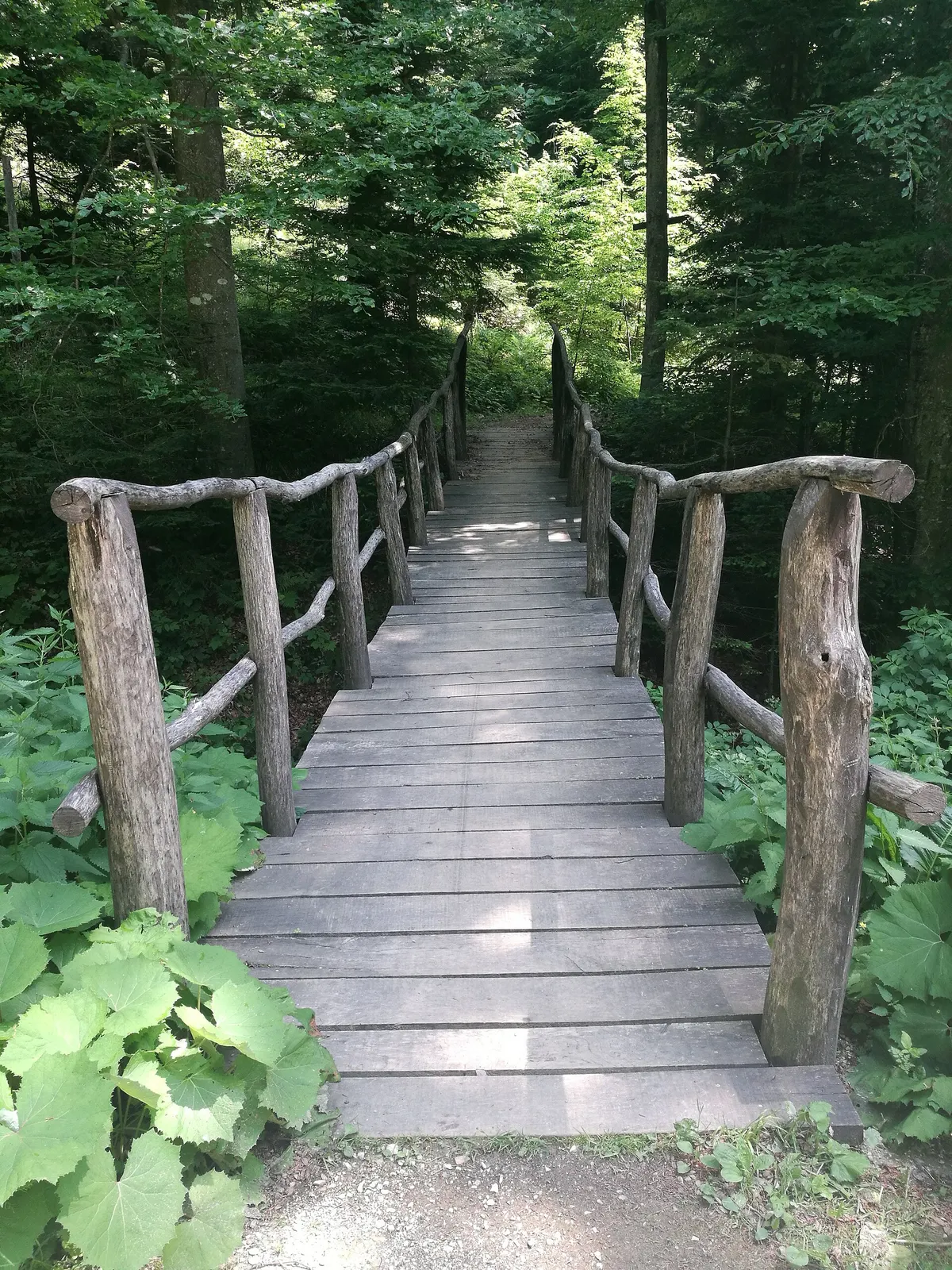 A narrow wooden footbridge crossing dense green forest in Medvednica Nature Park