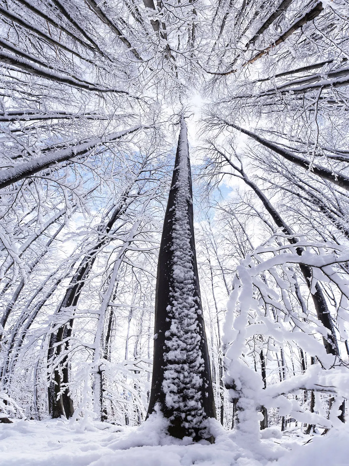 Tall beech trees coated in snow in Medvednica forest