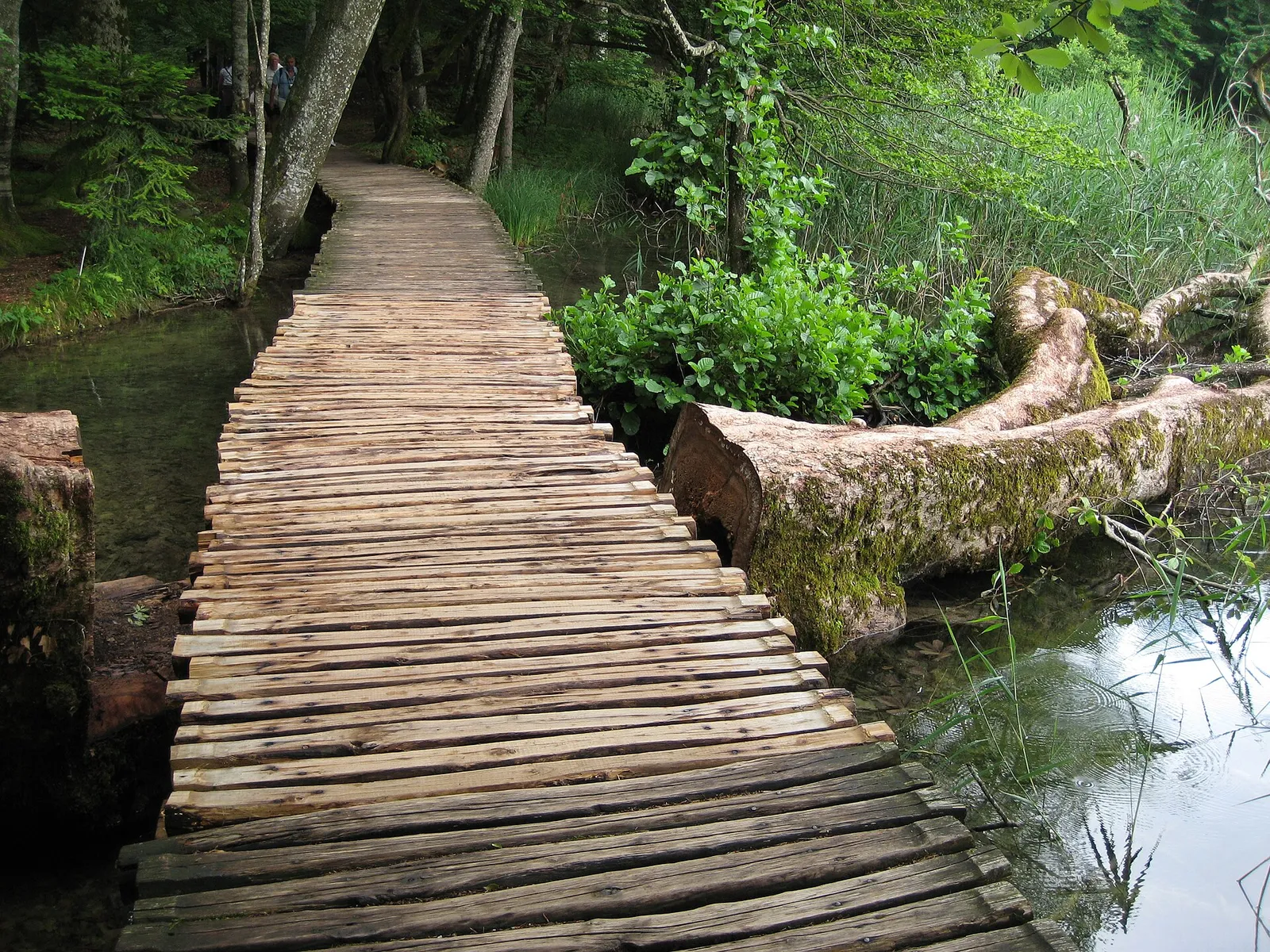 Narrow wooden boardwalk curving over water through dense vegetation at Plitvice Lakes