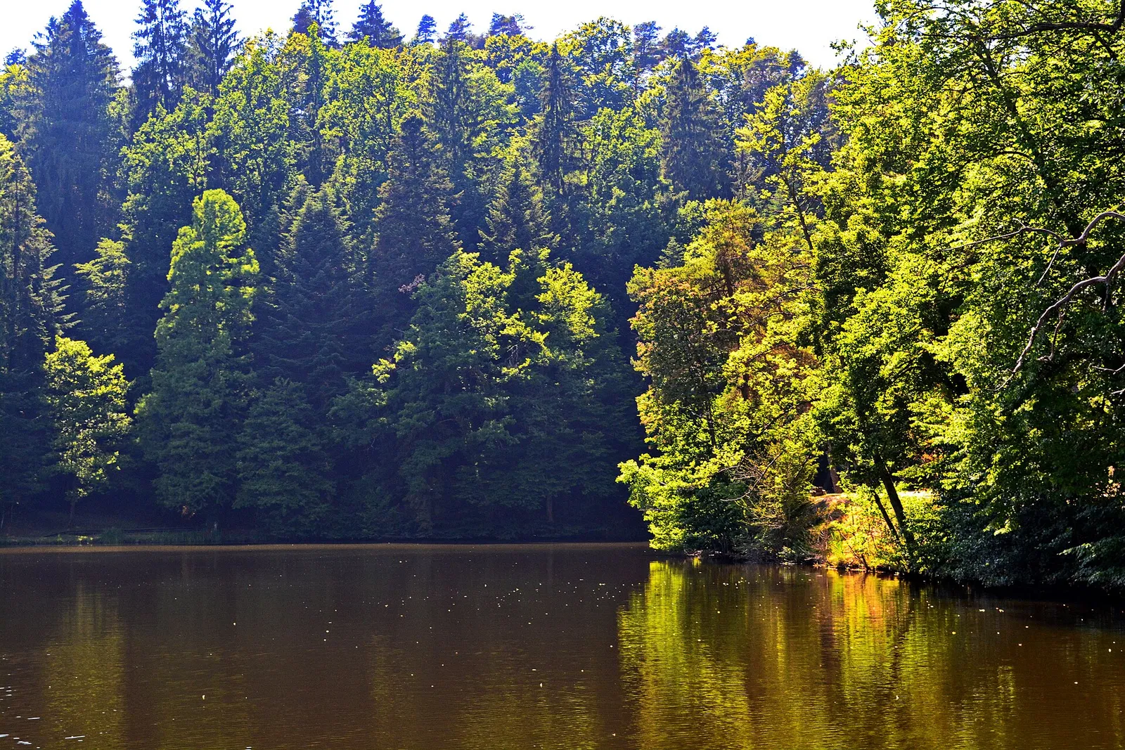 Dense green trees meeting the dark water of Trakošćan forest park lake