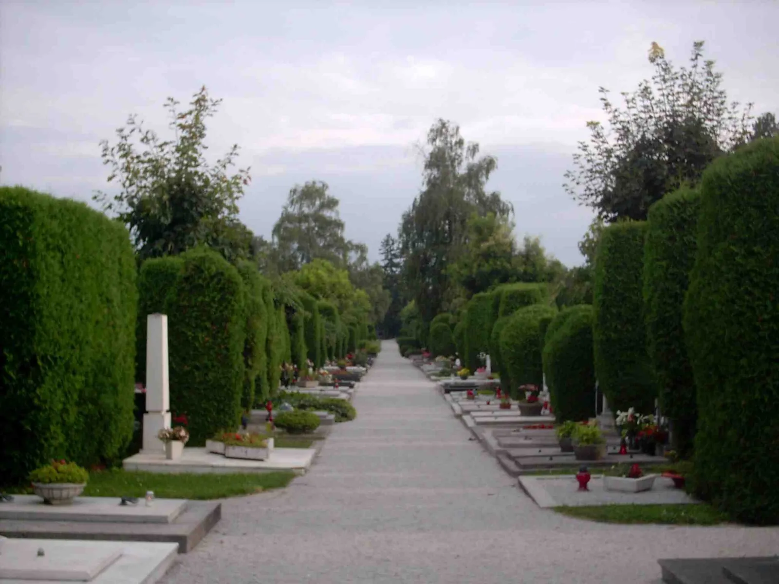 A long path framed by clipped green hedges in Varaždin Cemetery