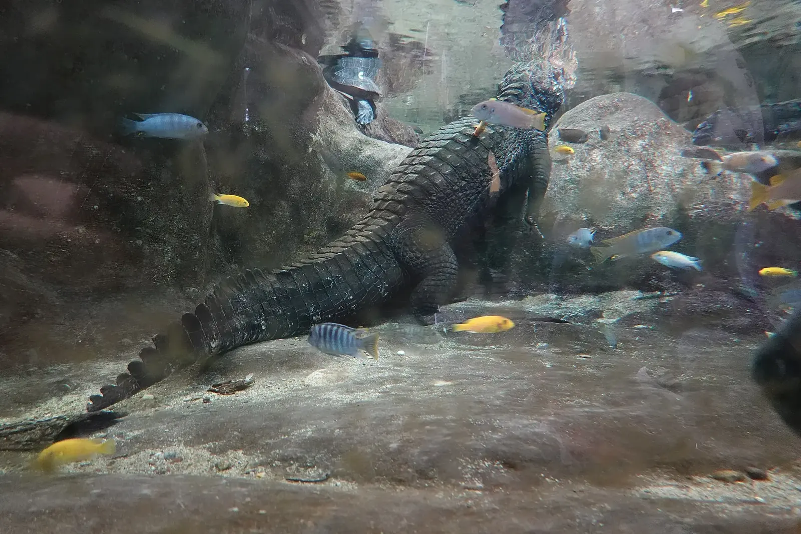Fish and rock habitat behind glass at Zagreb Zoo aquarium