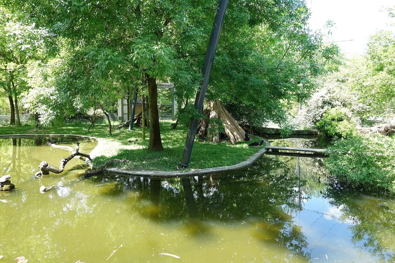 Green pond habitat with waterfowl inside Zagreb Zoo